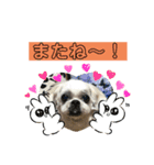 うちの仔スタンプ(犬)3（個別スタンプ：16）