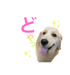 ゴールデンレトリバー★イヴ2（個別スタンプ：1）