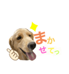 ゴールデンレトリバー★イヴ2（個別スタンプ：3）
