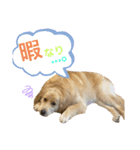 ゴールデンレトリバー★イヴ2（個別スタンプ：4）