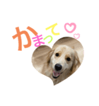 ゴールデンレトリバー★イヴ2（個別スタンプ：5）