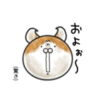 福井育ちのびゃっくん（個別スタンプ：12）