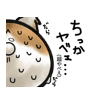 福井育ちのびゃっくん（個別スタンプ：30）