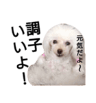リラピ④（個別スタンプ：30）