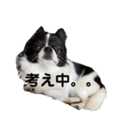 チワワのちくわ④（個別スタンプ：9）