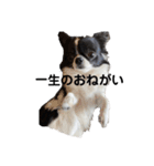 チワワのちくわ④（個別スタンプ：13）