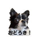 チワワのちくわ④（個別スタンプ：14）