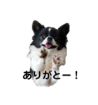 チワワのちくわ④（個別スタンプ：16）
