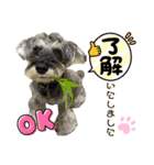 Jackの日常スタンプ6（個別スタンプ：15）