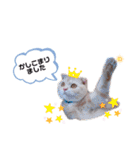 トト君メロちゃんスタンプ②（個別スタンプ：7）