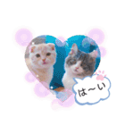 トト君メロちゃんスタンプ②（個別スタンプ：8）
