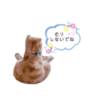トト君メロちゃんスタンプ②（個別スタンプ：13）