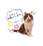 トト君メロちゃんスタンプ②（個別スタンプ：14）