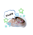 トト君メロちゃんスタンプ②（個別スタンプ：16）