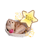 トト君メロちゃんスタンプ②（個別スタンプ：32）