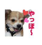 迷探偵犬コナンちゃん（個別スタンプ：1）