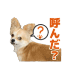 迷探偵犬コナンちゃん（個別スタンプ：2）