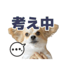 迷探偵犬コナンちゃん（個別スタンプ：5）