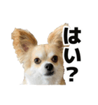 迷探偵犬コナンちゃん（個別スタンプ：7）