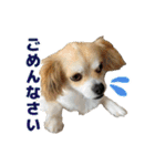 迷探偵犬コナンちゃん（個別スタンプ：10）