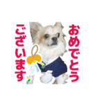 迷探偵犬コナンちゃん（個別スタンプ：12）