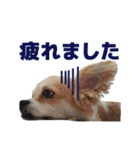 迷探偵犬コナンちゃん（個別スタンプ：14）