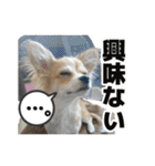 迷探偵犬コナンちゃん（個別スタンプ：15）