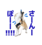 迷探偵犬コナンちゃん（個別スタンプ：19）