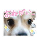 迷探偵犬コナンちゃん（個別スタンプ：22）