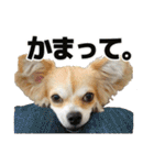 迷探偵犬コナンちゃん（個別スタンプ：23）