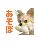 迷探偵犬コナンちゃん（個別スタンプ：24）