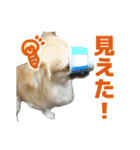 迷探偵犬コナンちゃん（個別スタンプ：28）