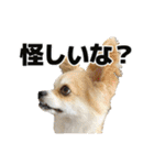 迷探偵犬コナンちゃん（個別スタンプ：30）