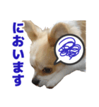 迷探偵犬コナンちゃん（個別スタンプ：32）