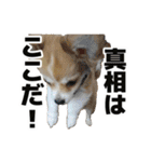 迷探偵犬コナンちゃん（個別スタンプ：34）