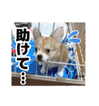 迷探偵犬コナンちゃん（個別スタンプ：35）