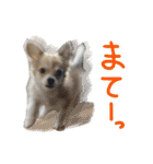 迷探偵犬コナンちゃん（個別スタンプ：36）