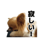 迷探偵犬コナンちゃん（個別スタンプ：38）