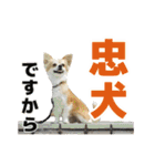 迷探偵犬コナンちゃん（個別スタンプ：39）