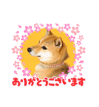 柴犬姉妹らむるん ❤︎*。（個別スタンプ：7）