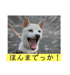 柴犬姉妹らむるん ❤︎*。（個別スタンプ：12）