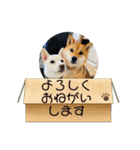 柴犬姉妹らむるん ❤︎*。（個別スタンプ：14）