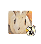 うさ＆ラビィ①（個別スタンプ：4）