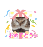 うさ＆ラビィ①（個別スタンプ：7）