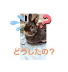 うさ＆ラビィ①（個別スタンプ：10）