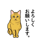 大好き！ねこ3（個別スタンプ：16）