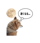 プライベートKOTA（個別スタンプ：4）