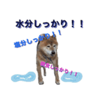 プライベートKOTA（個別スタンプ：8）