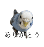 代弁インコちゃん（個別スタンプ：1）