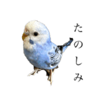 代弁インコちゃん（個別スタンプ：2）